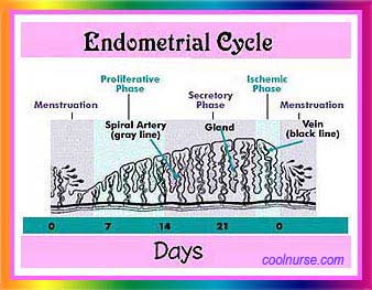 endometrial cycle