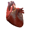 heart pump