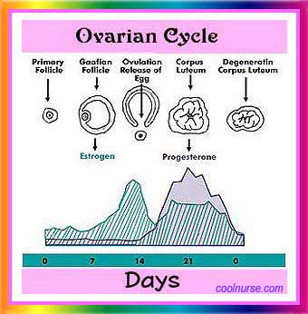 ovarian cycle
