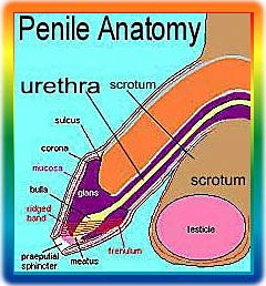 Penis cross section draw