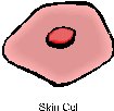 skin cell