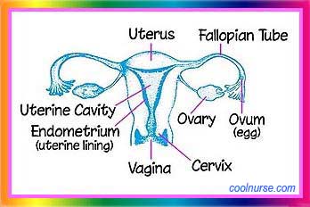 uterus