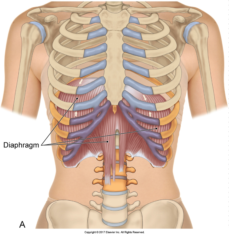 diaphragm