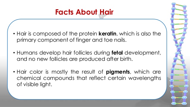 hair facts