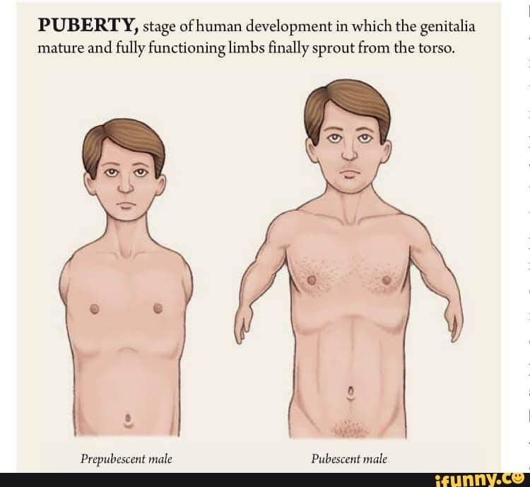 puberty stages